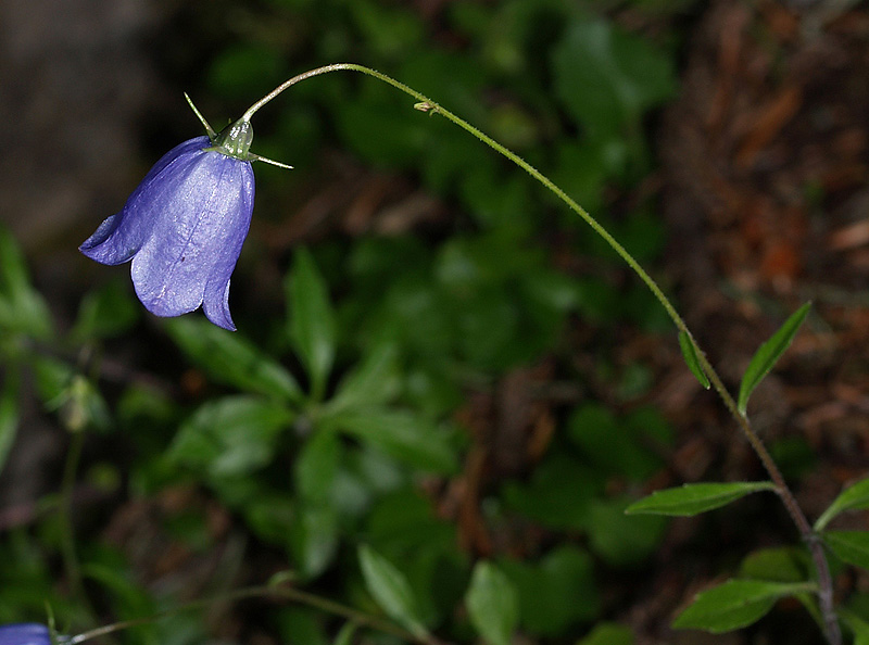 Campanula cochlearifolia